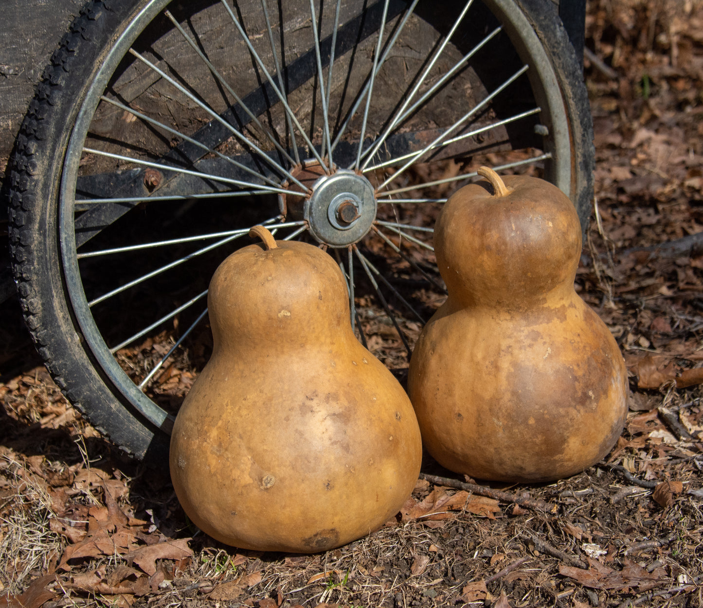 Large Chinese Bottle Gourd