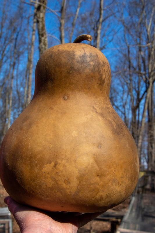 Large Chinese Bottle Gourd