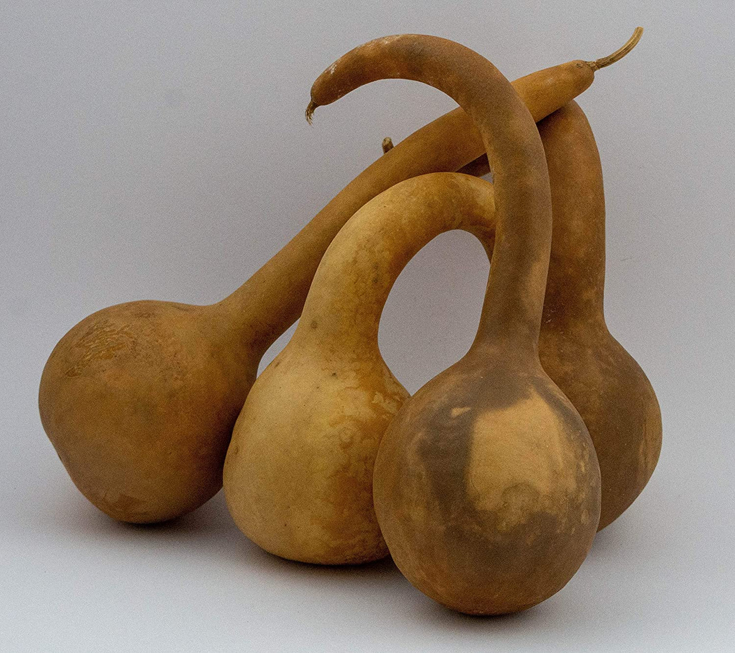 Dipper Gourd Craft Ready, Box of 5