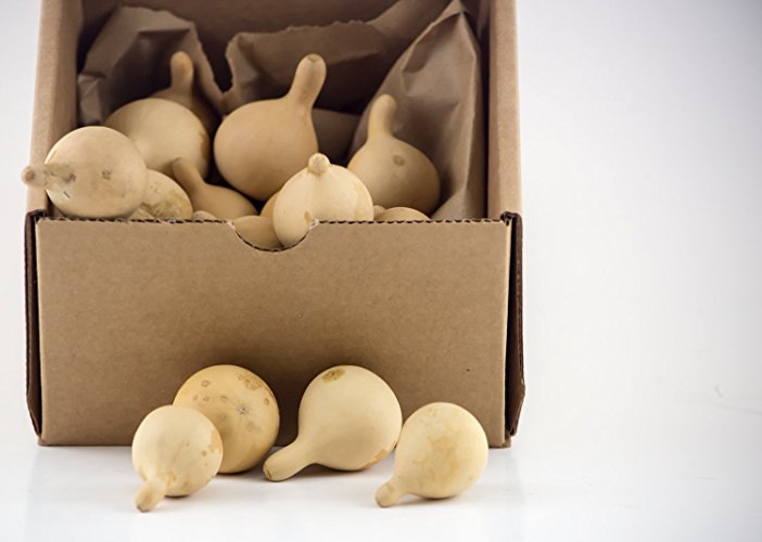 Dried Gourds for Crafting