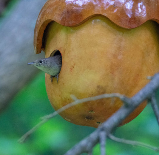 Acorn Gourd Birdhouse Cottage, Whimsy for Your Garden, Fairy House