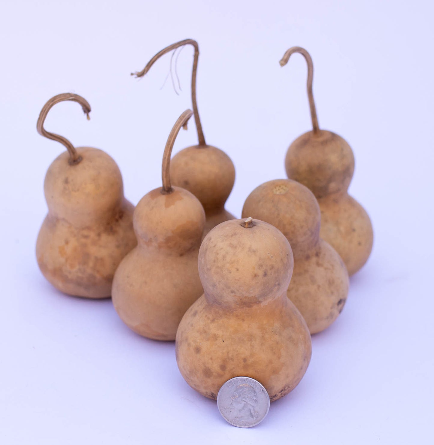 Gourd Ornament Assortment - Box of 20