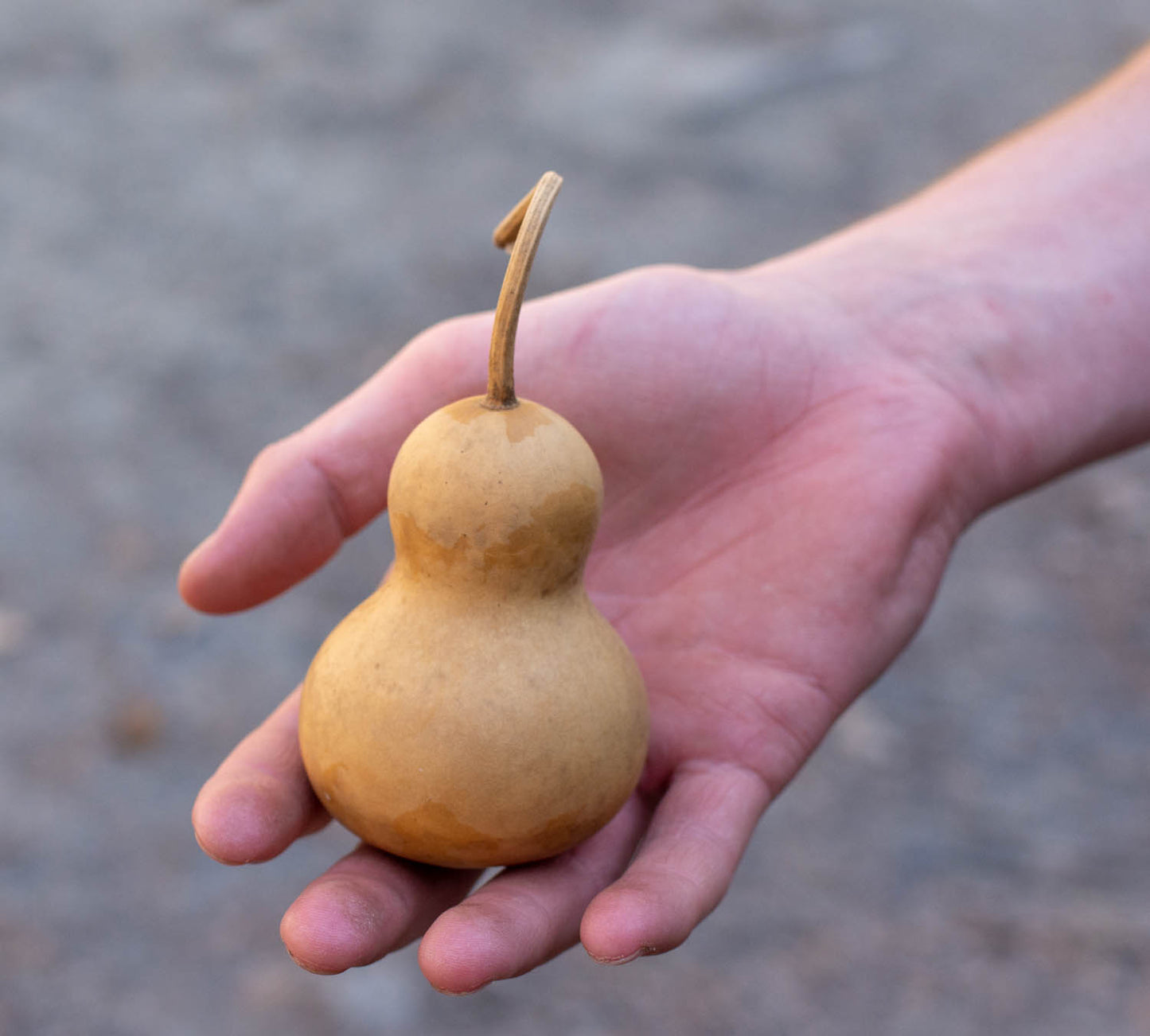 Gourd Ornament Assortment - Box of 20