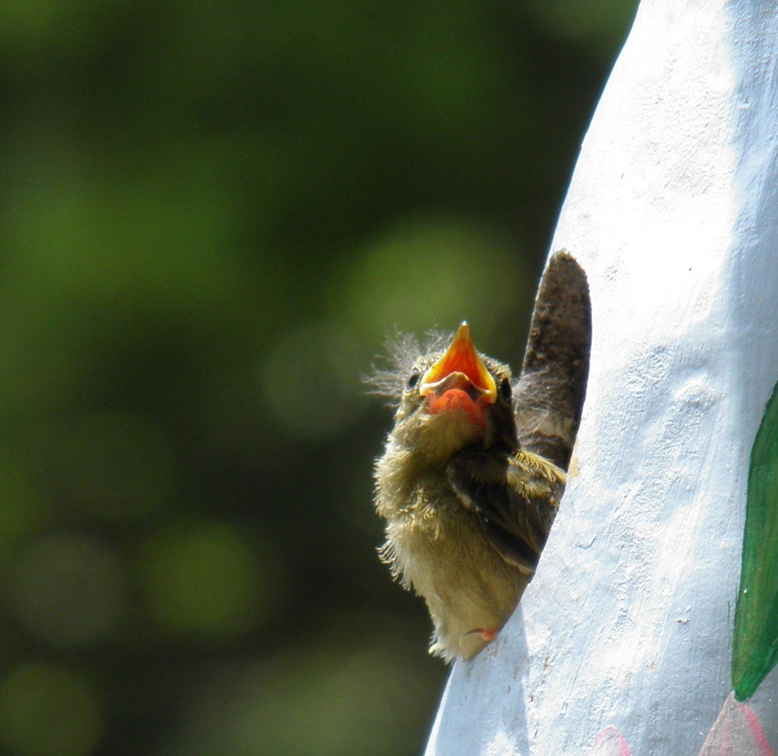 Gourd Birdhouses for Mother’s Day – Unique Handmade Birdhouse Gift Ideas