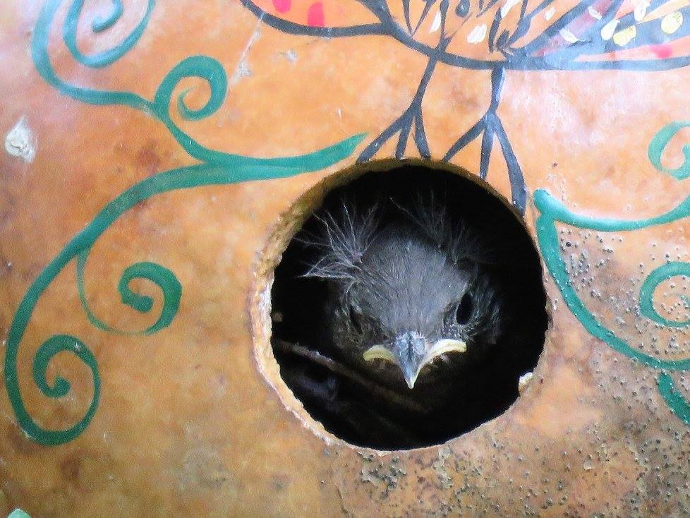 Baby bird inside a handmade gourd birdhouse with round entrance hole