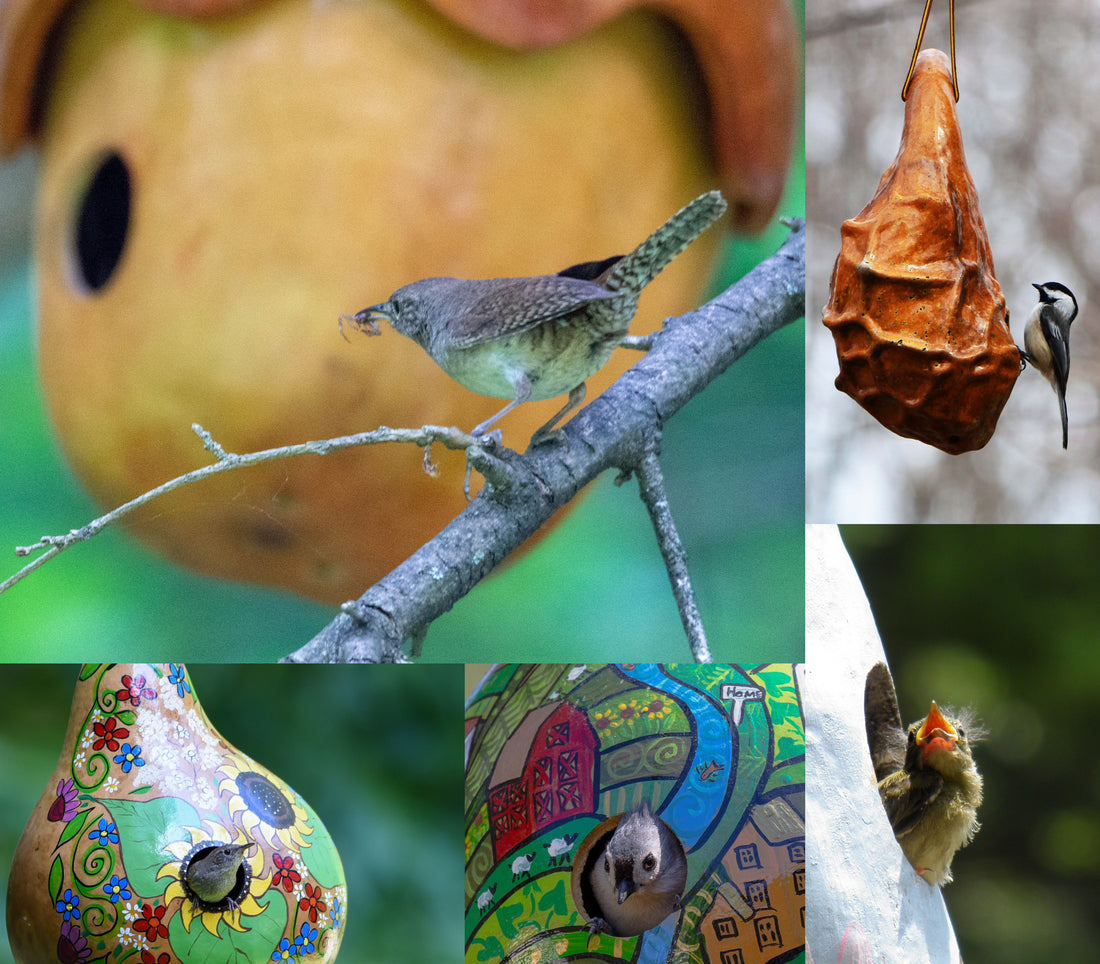 Gourd Birdhouse :  Care and Maintenance