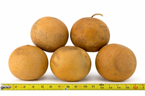 Cannonball Gourds – Washed & Craft Ready (5, 10 or 20 Pack)