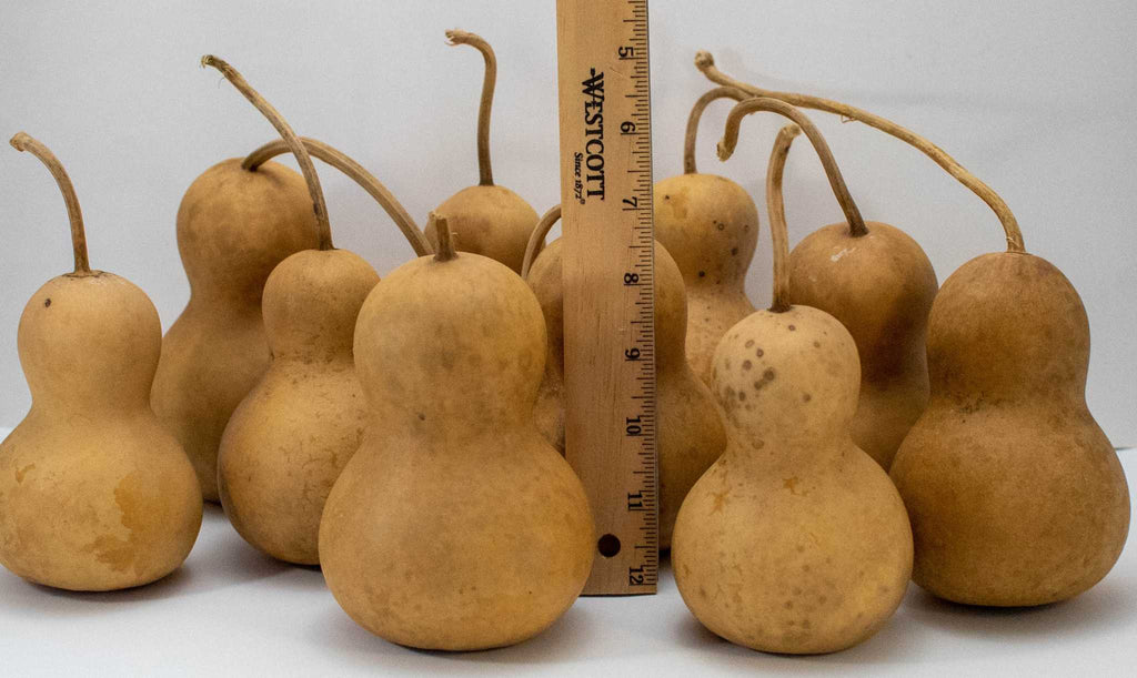 Mini Bottle Gourds for Snowman Crafts – Bulk Pack (10–40 Pieces)