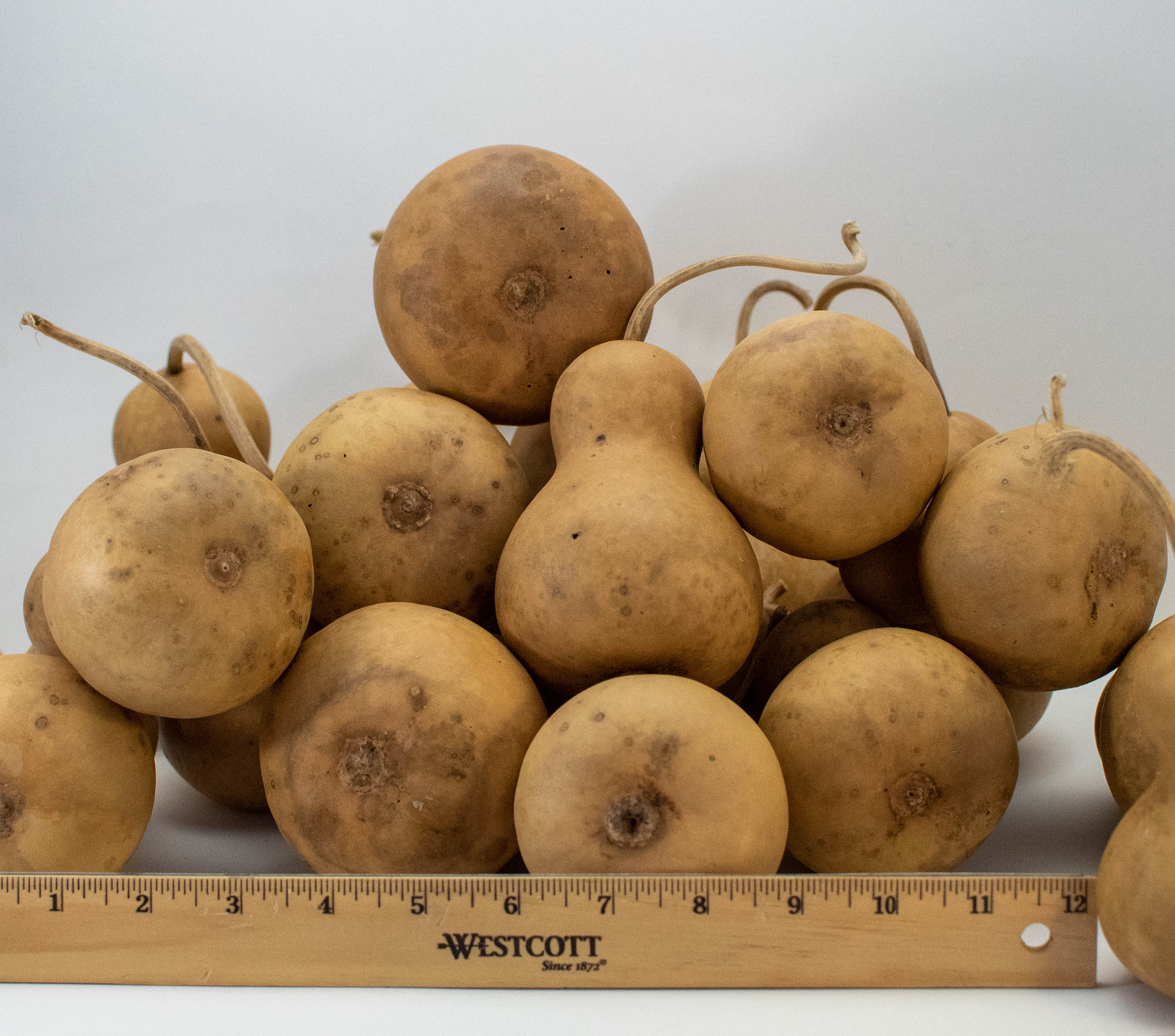 Mini Bottle Gourds for Snowman Crafts – Bulk Pack (10–40 Pieces)