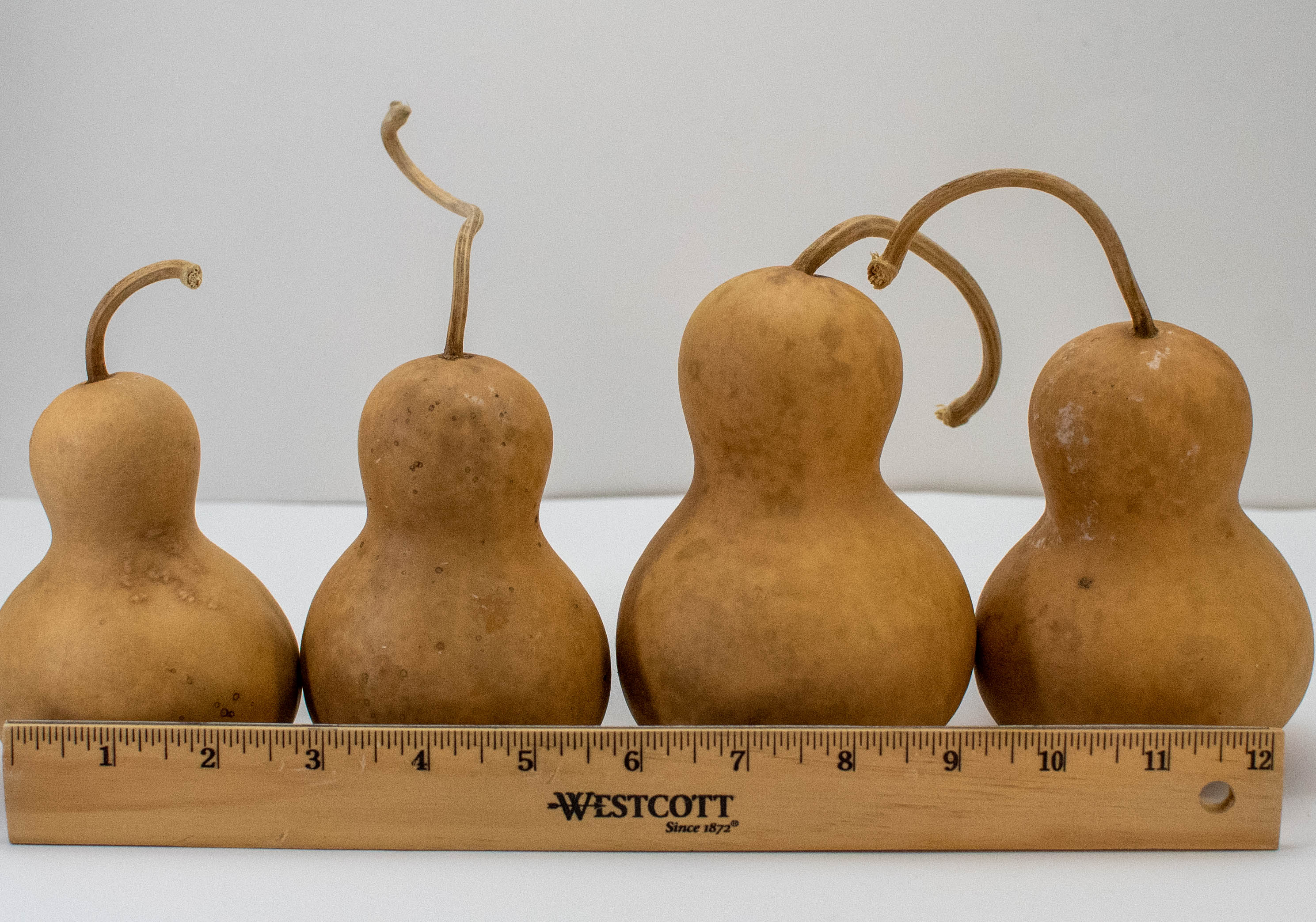 Mini Bottle Gourds for Snowman Crafts – Bulk Pack (10–40 Pieces)