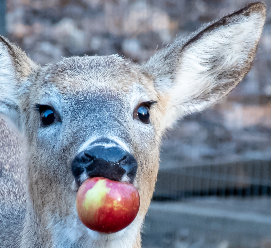 Apple Gourd Birdhouse with Hat – Handcrafted, Natural Top, Wren Size