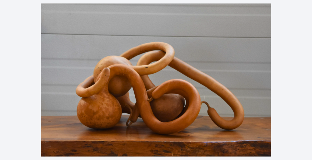 Box of 5 natural dried Curley Dipper gourds with hard shells and long handles for crafting