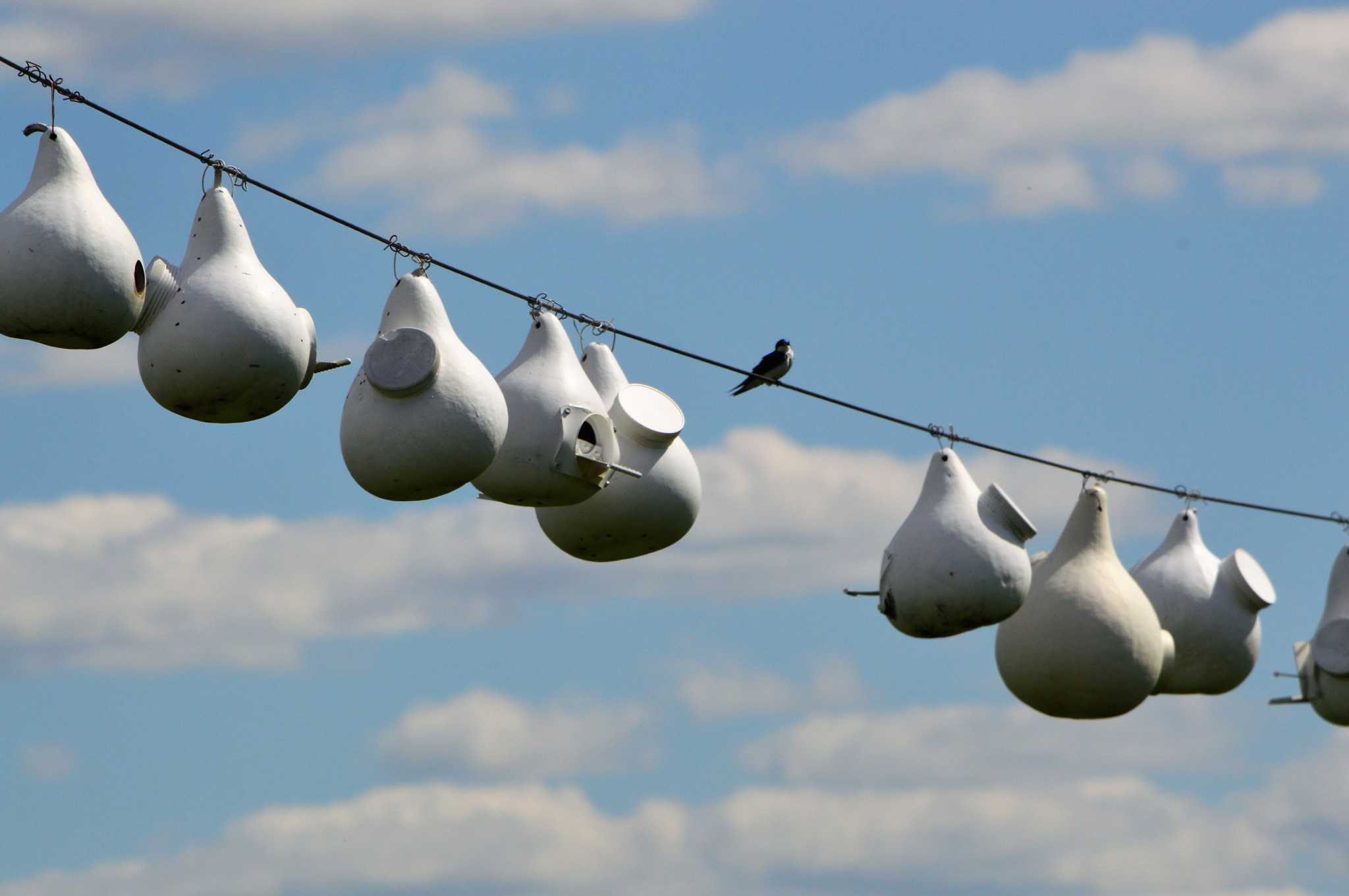 Handmade white Purple Martin gourd birdhouse with 2-inch entrance and side clean-out panel for outdoor nesting.