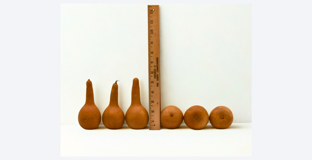 Mini dipper gourds natural dried small craft gourds in bulk pack for painting and holiday decorations