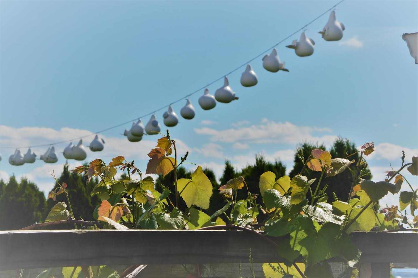 Handmade white Purple Martin gourd birdhouse with 2-inch entrance and side clean-out panel for outdoor nesting