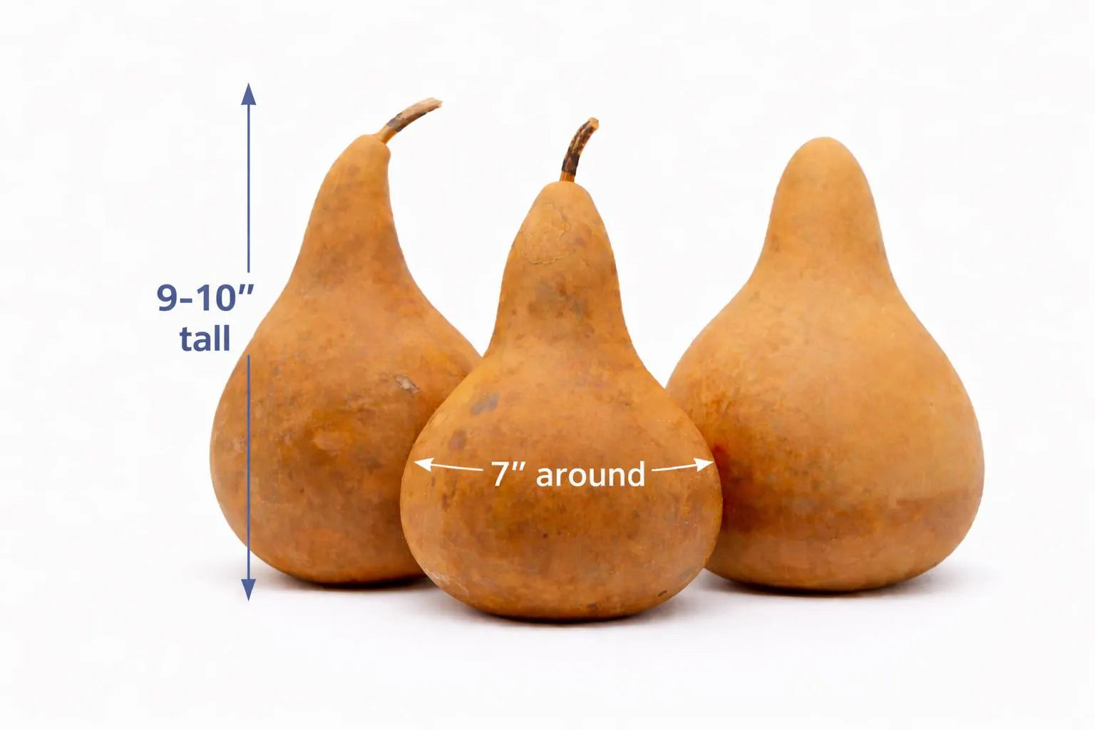 Dried Purple Martin Gourd – Natural Rustic Craft Gourd (5–10" Diameter)