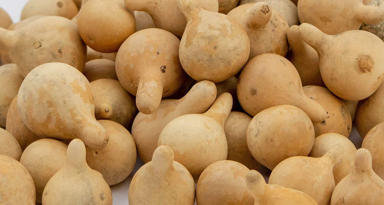 Tiny Gourd Ornament Assortment, Box of 40