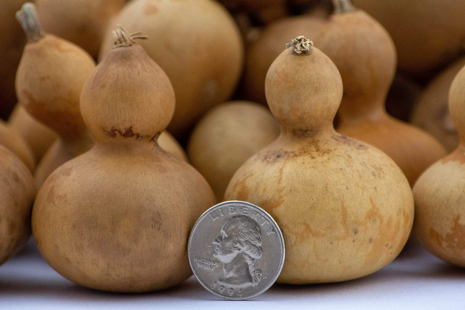 Tiny Gourd Ornament Assortment, Box of 40