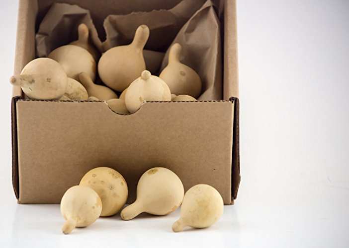 Dried Gourds for Crafting 