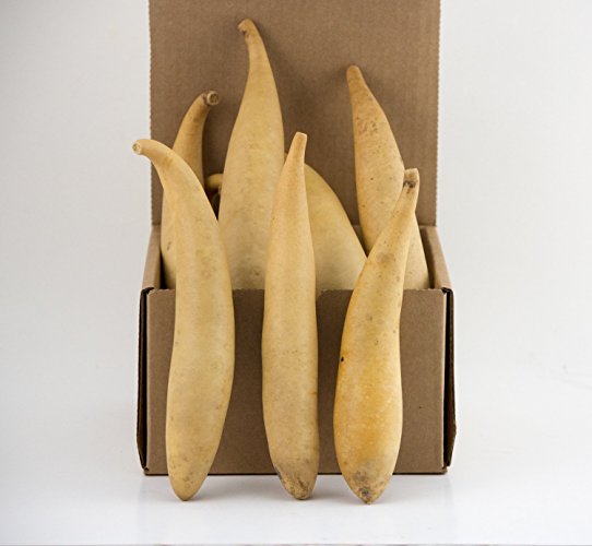 Box of Banana Gourds -15 dried gourds - Perfect for Crafting - Gourdaments