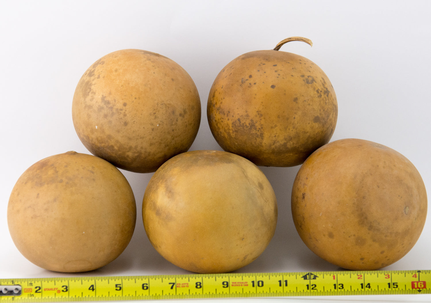 Cannon Ball Gourds, Box of 5, washed and ready - Gourdaments