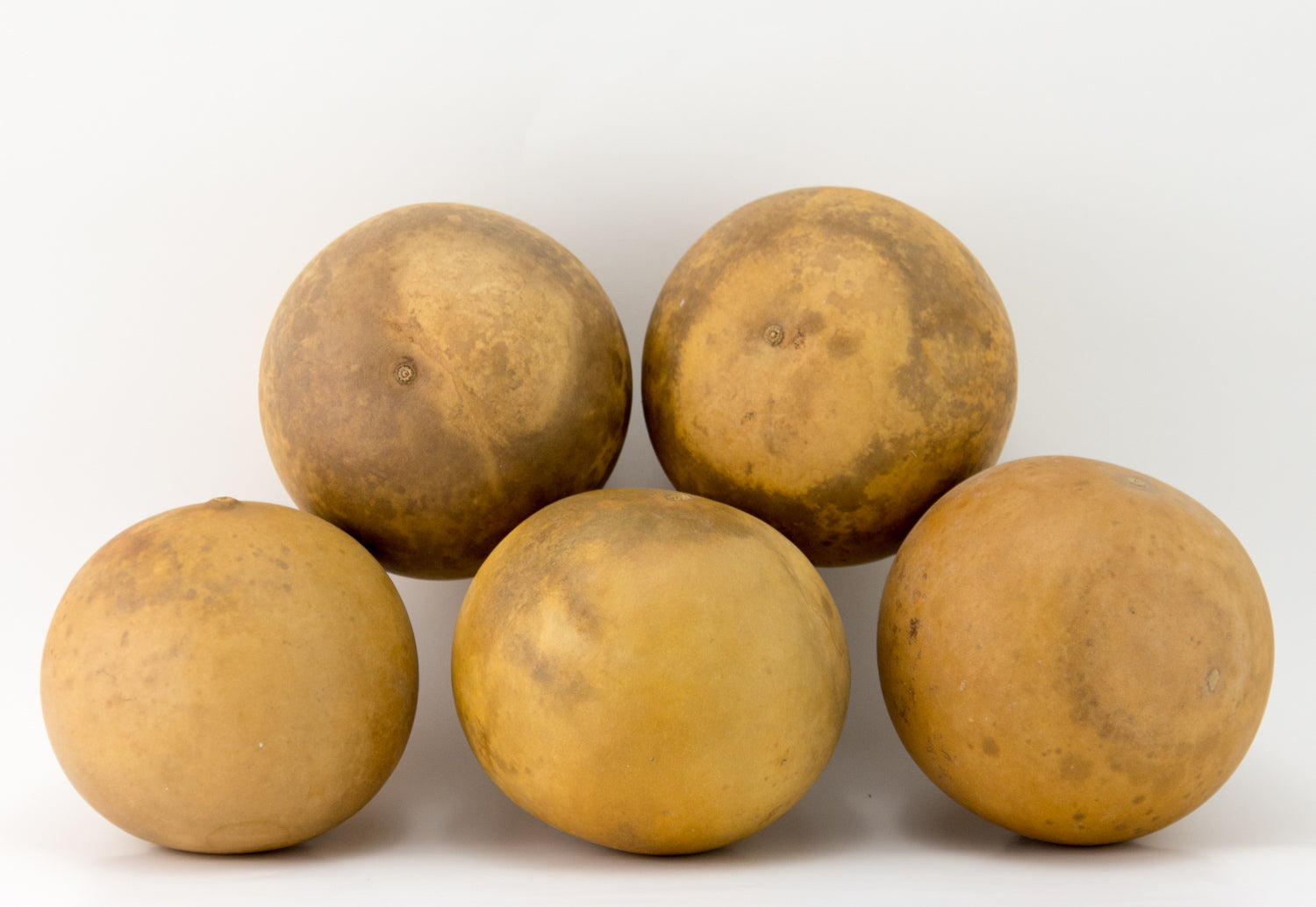 Craft Ready Cannon Ball gourds - Washed - Perfect for your Project