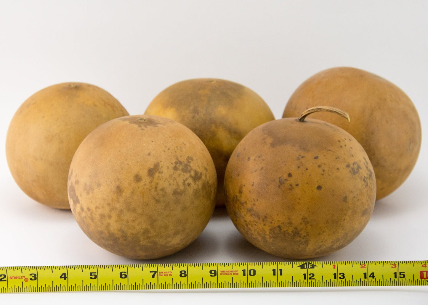 Craft Ready Cannon Ball gourds - Washed - Perfect for your Project