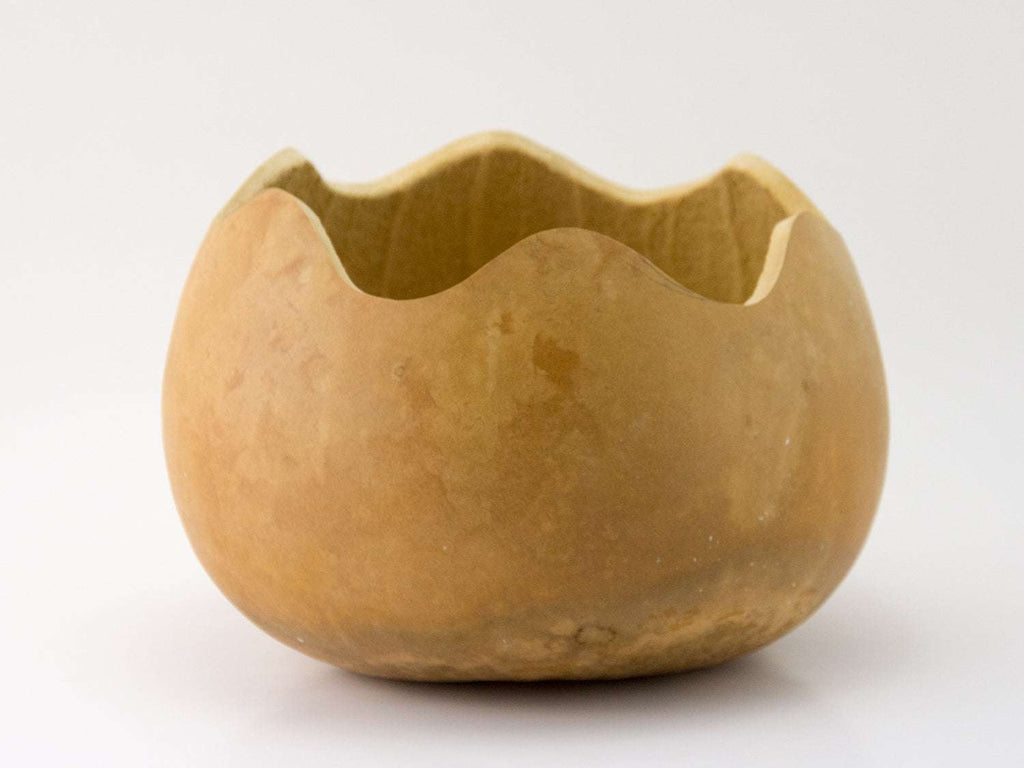 Precut gourd bowl with scalloped edges and natural dried finish ready for crafting and decorating