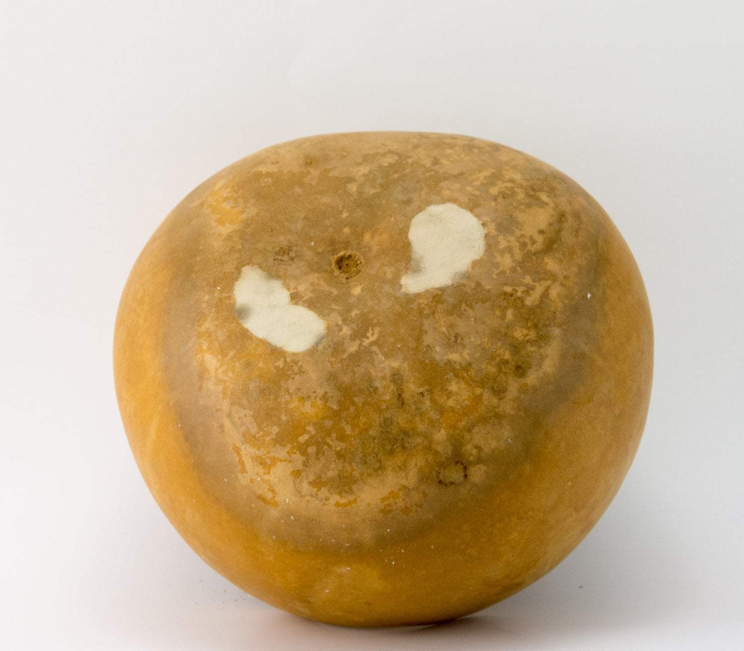 natural precut gourd bowl with scalloped edge and sanded base ready for crafting