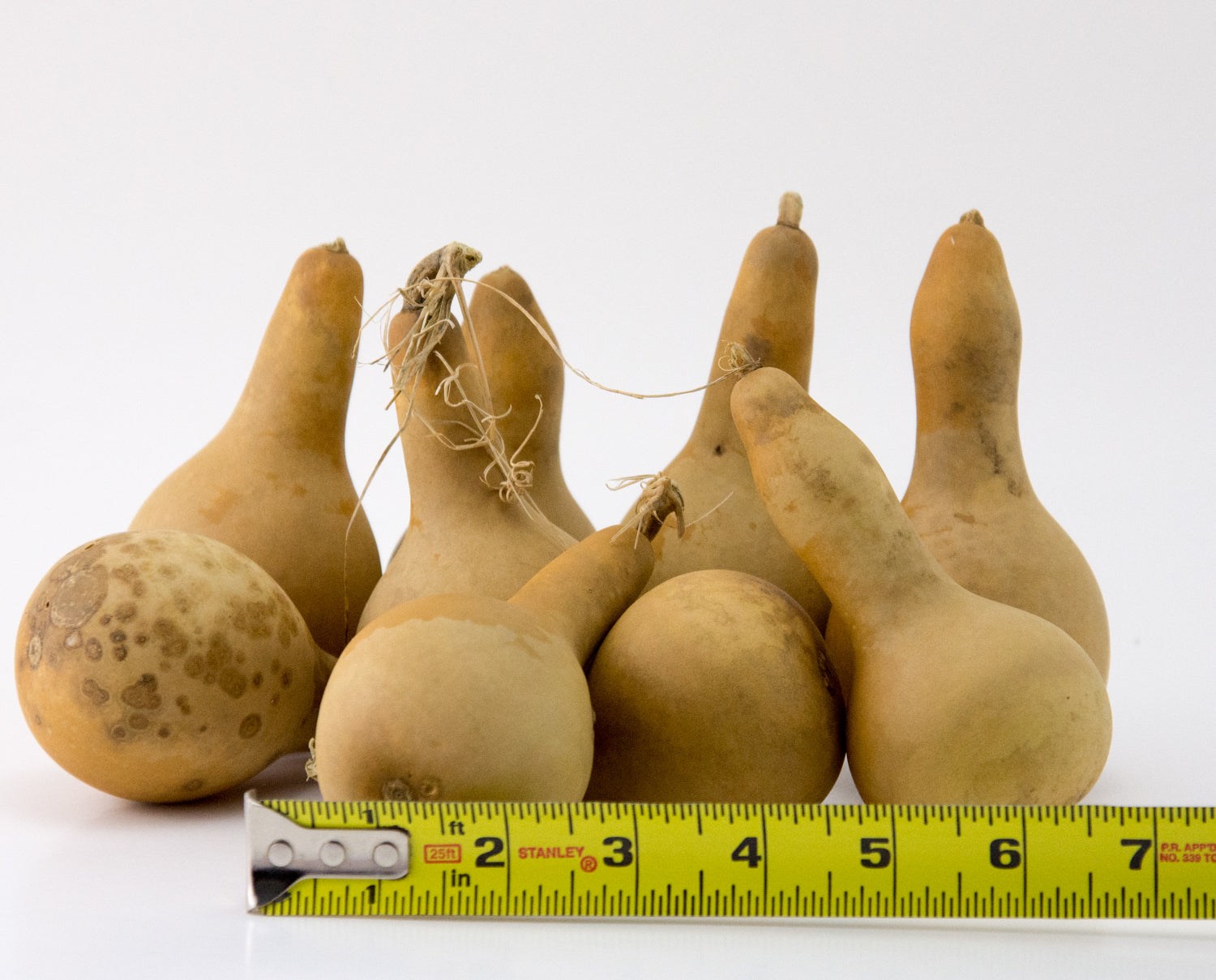 Craft Ready Cannon Ball gourds - Washed - Perfect for your Project