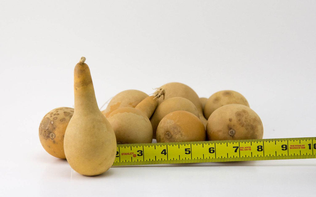 Mini Dipper Gourds- Washed - Perfect for your Project