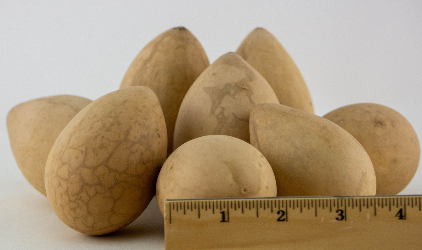 Dried Egg Gourds for Crafting -Box of 50 - Gourdaments