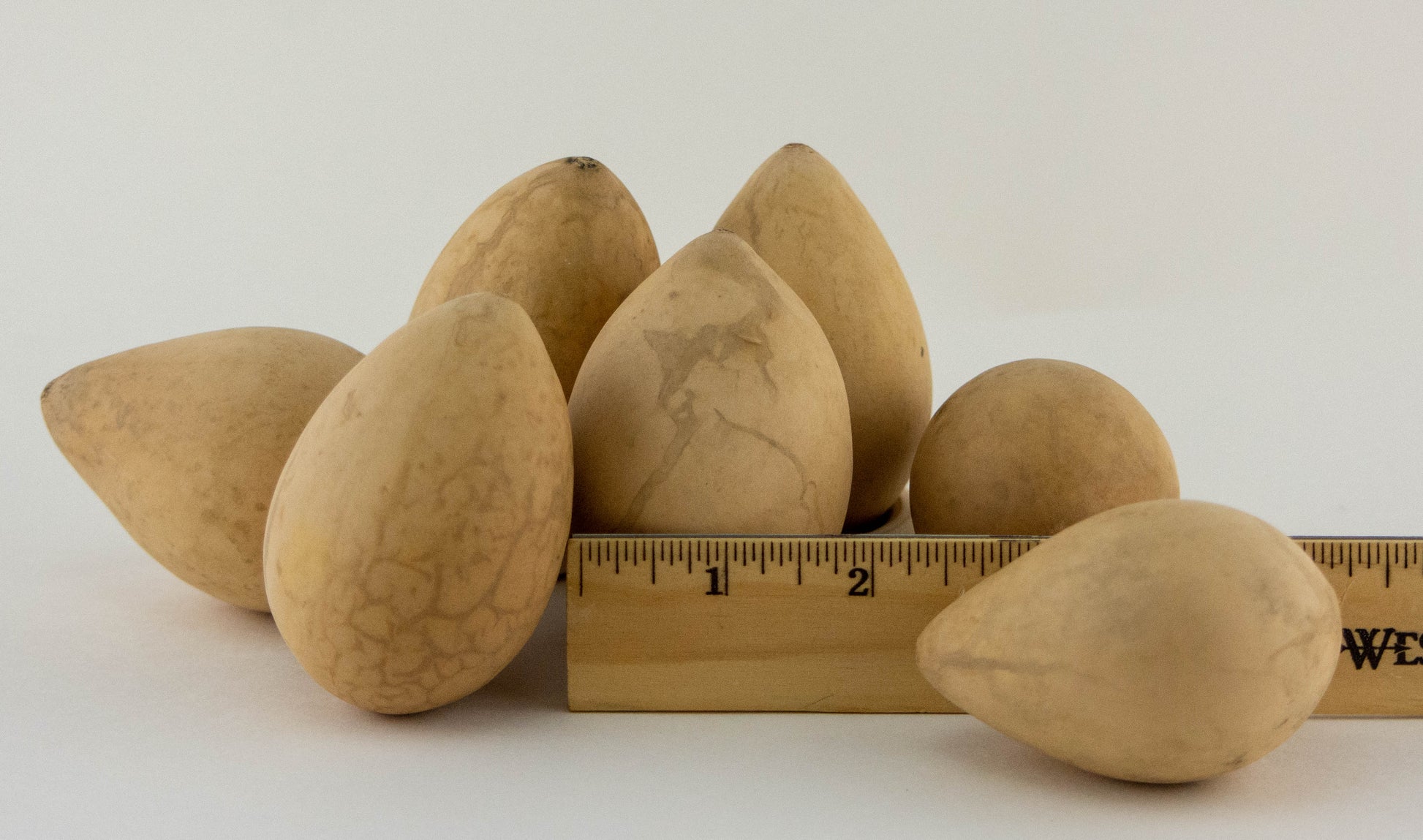 Dried Egg Gourds for Crafting - Gourdaments