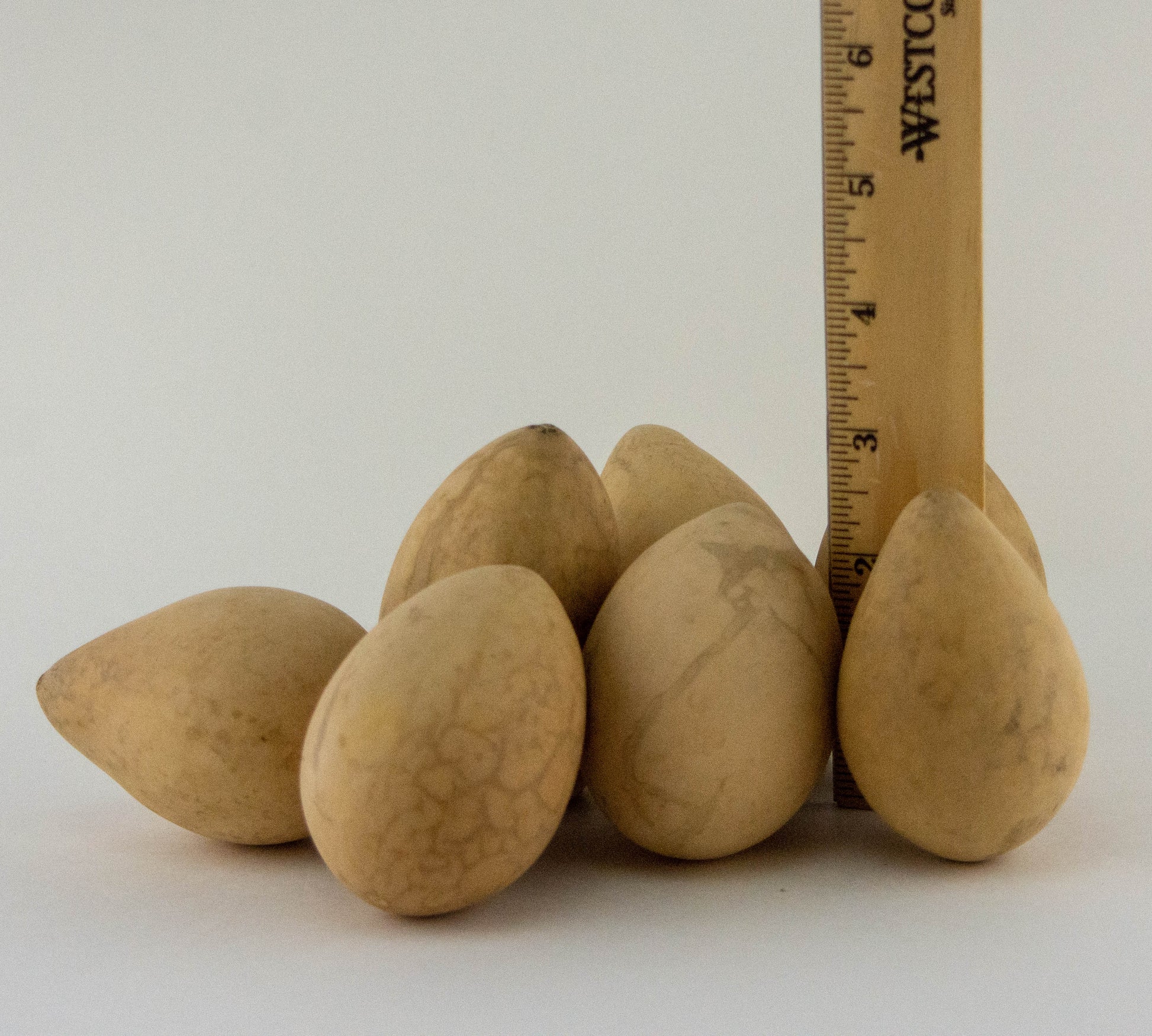 Dried Egg Gourds for Crafting -Box of 50 - Gourdaments