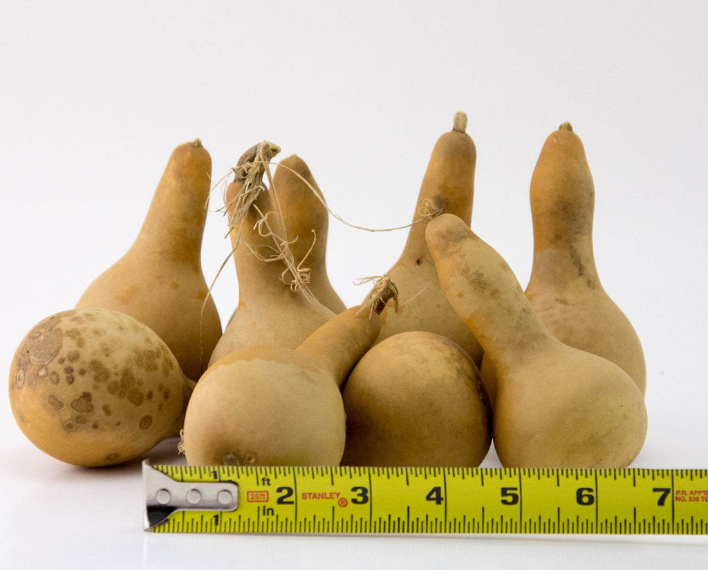 Mini dipper gourds for painting and wood burning crafts